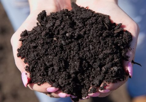 Black-Forest-Mulch-landscape